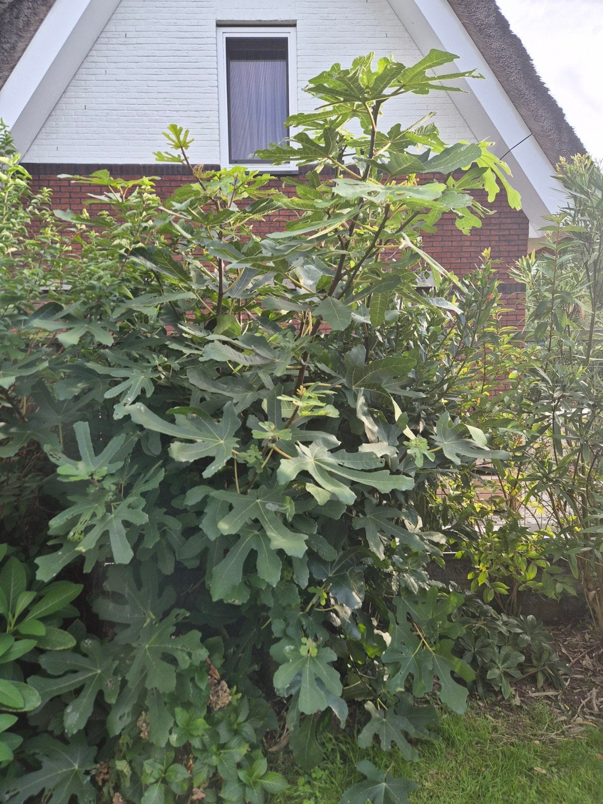 Grote Vijgenboom (Ficus carica) - 3 meter/12cm stam, Ophalen, Volle zon, Vaste plant, Zomer