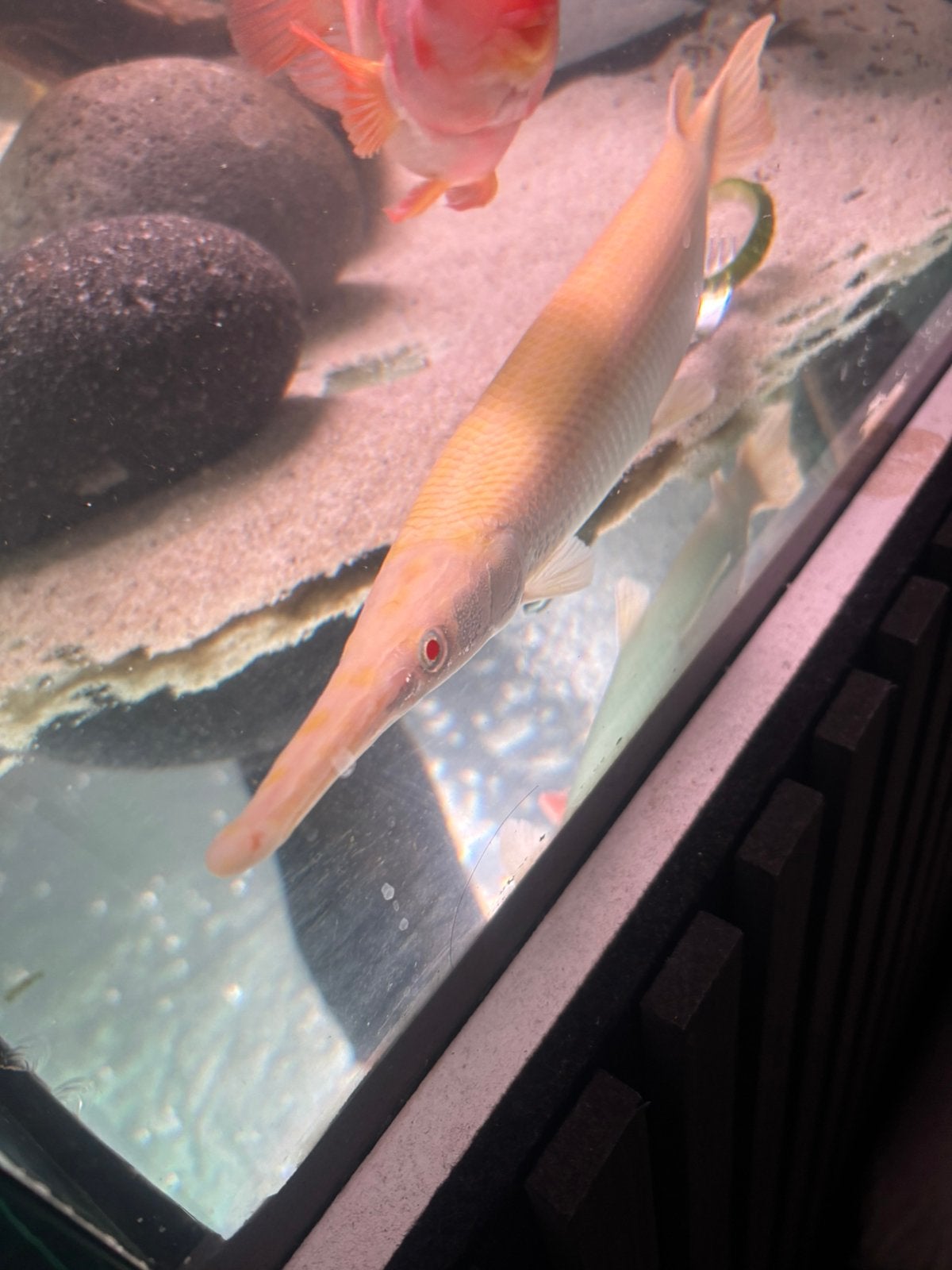 Mooie albino florida gar, Dieren en Toebehoren, Vissen | Aquariumvissen, Vis