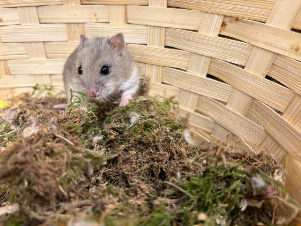 Mila, lief Chinees dwerghamstertje zoekt huisje, Hamster, Februari, Vrouwelijk, Tam