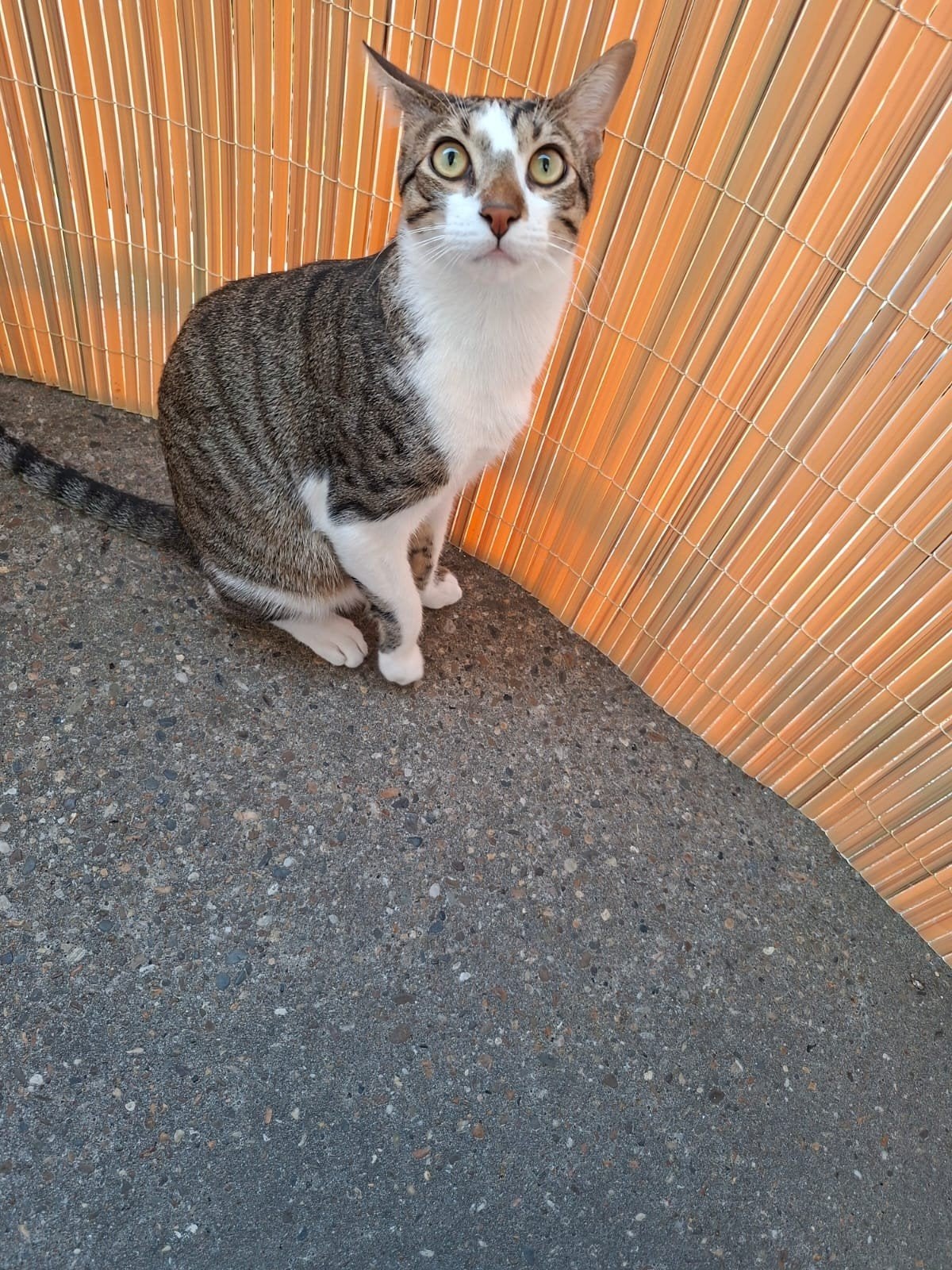 Gratis wij zoeken een baasje voor Alis aub geen handelaren, Kater, Kortharig, 0 tot 2 jaar