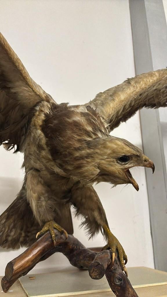 Buizerd opgezet - Taxidermie, Ophalen, Gebruikt, Vogel, Opgezet dier