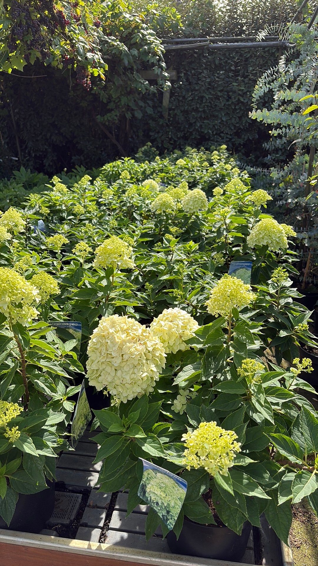 Hortensia little spooky, Ophalen, Hortensia, Minder dan 100 cm