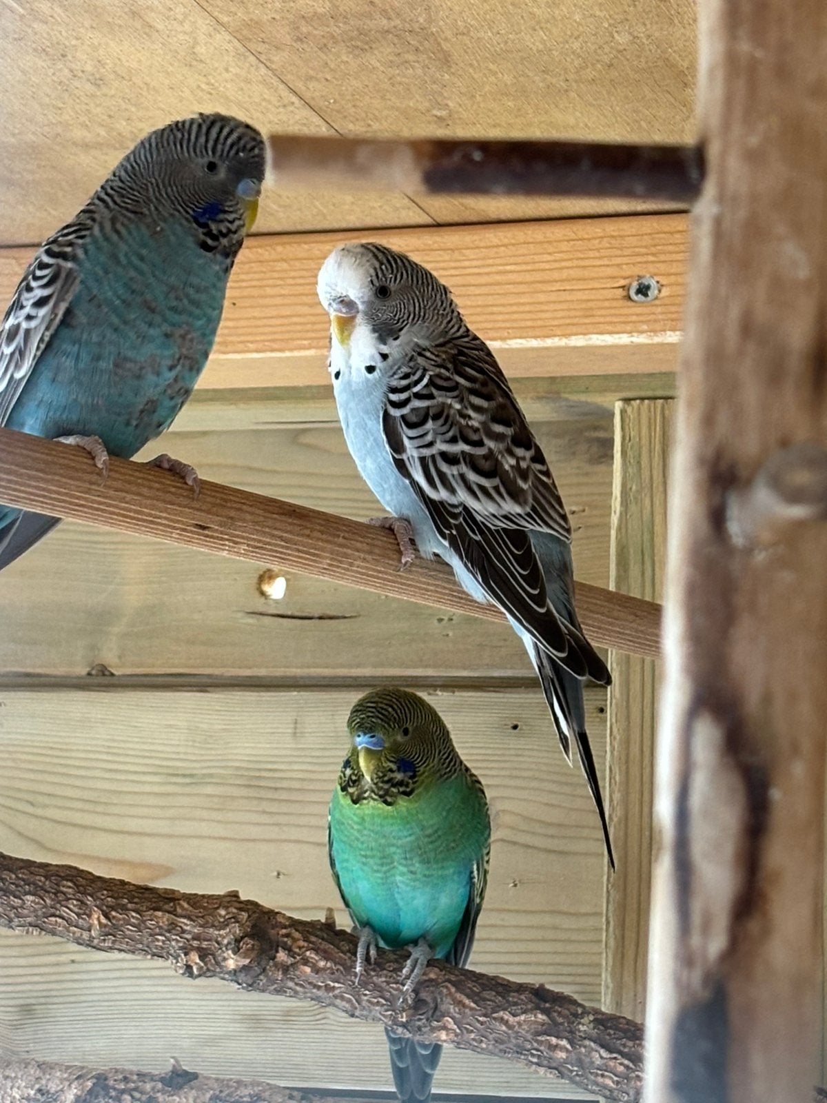 Parkiet, Dieren en Toebehoren, Vogels | Parkieten en Papegaaien, Mannelijk, Parkiet, Geringd