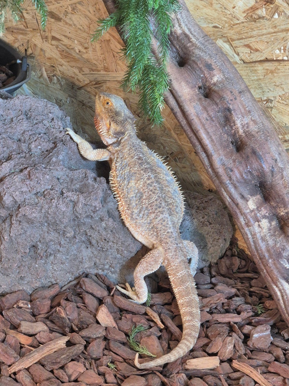 Baardagaam 0.1, Dieren en Toebehoren, Reptielen en Amfibieën, Hagedis, 3 tot 6 jaar