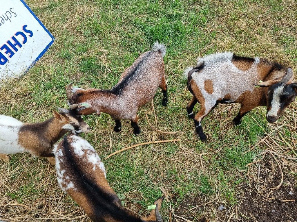 Schapen en geiten, Dieren en Toebehoren, Mannelijk, Geit