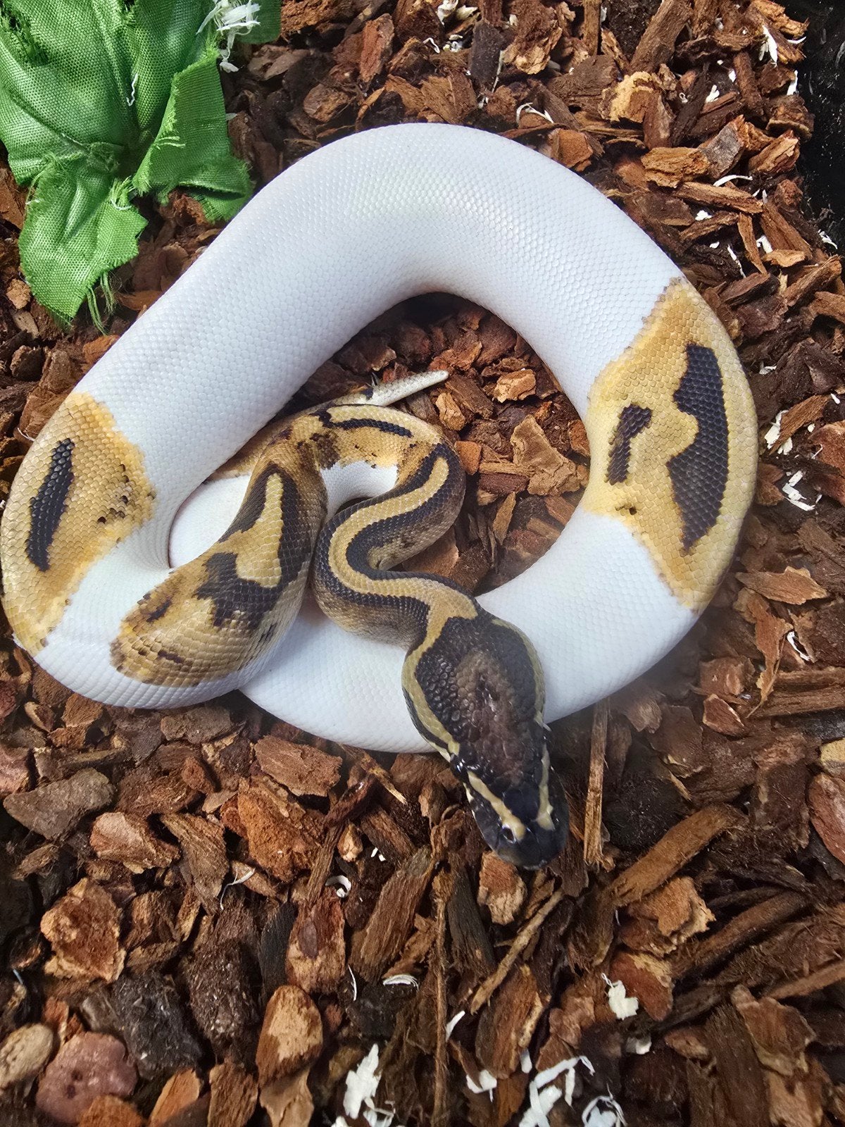 Koningspython (Python regius) – vele kleuren NK 2026 Ball Python photo 12