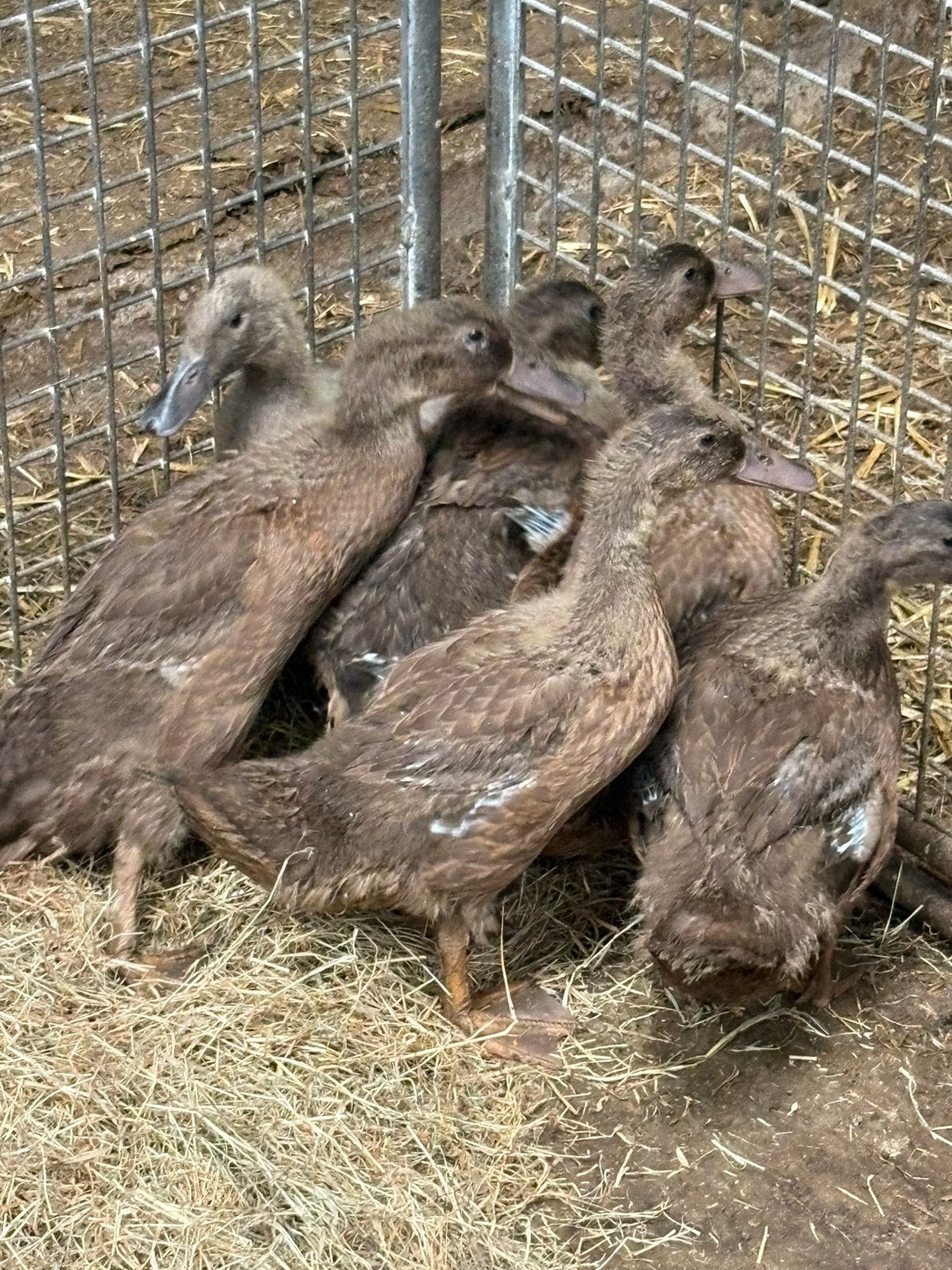 Khaki cambell eenden 5 stuks, Dieren en Toebehoren, Pluimvee, Meerdere dieren, Eend