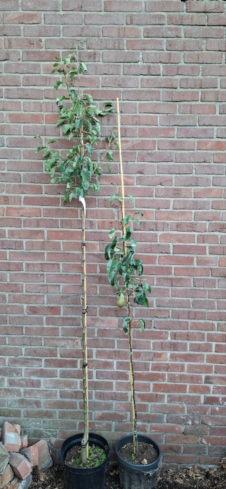 pyrus communis, perenboom, diverse soorten, Tuin en Terras, Ophalen, Bloeit niet, Volle zon, Overige soorten