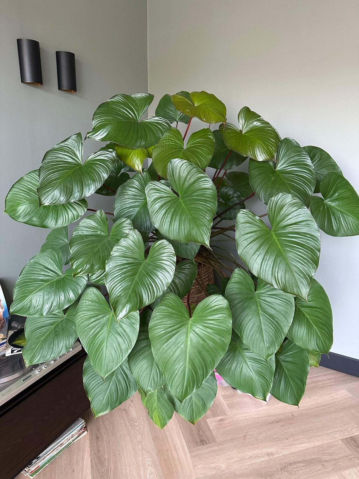 Grote, gezonde Homalomena plant zoekt nieuw huis, Vaste plant, Bloeit niet, Halfschaduw, Ophalen