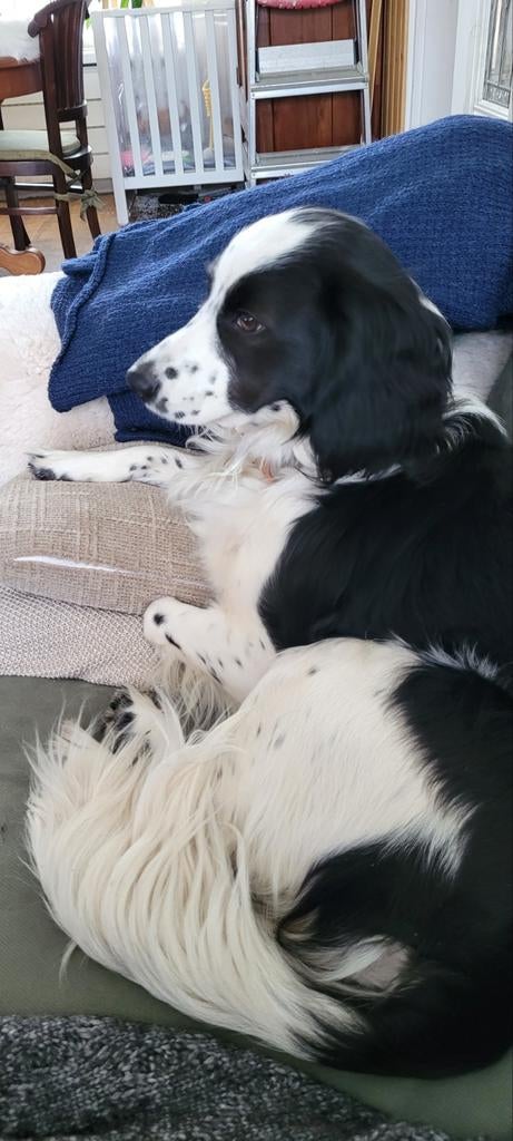 X kooiker cocker spaniel, Overige rassen, 1 tot 2 jaar, Teef, Eén hond
