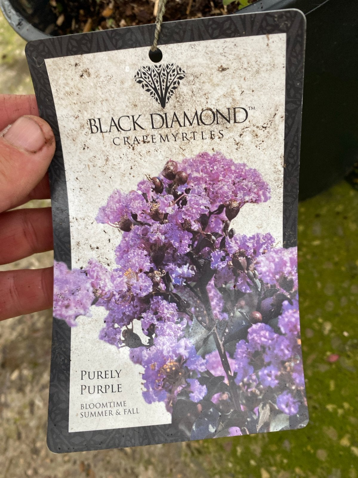 Black Diamond Purely Purple Crape Myrtle - Lagerstroemia, Volle zon, Vaste plant, Zomer, Ophalen