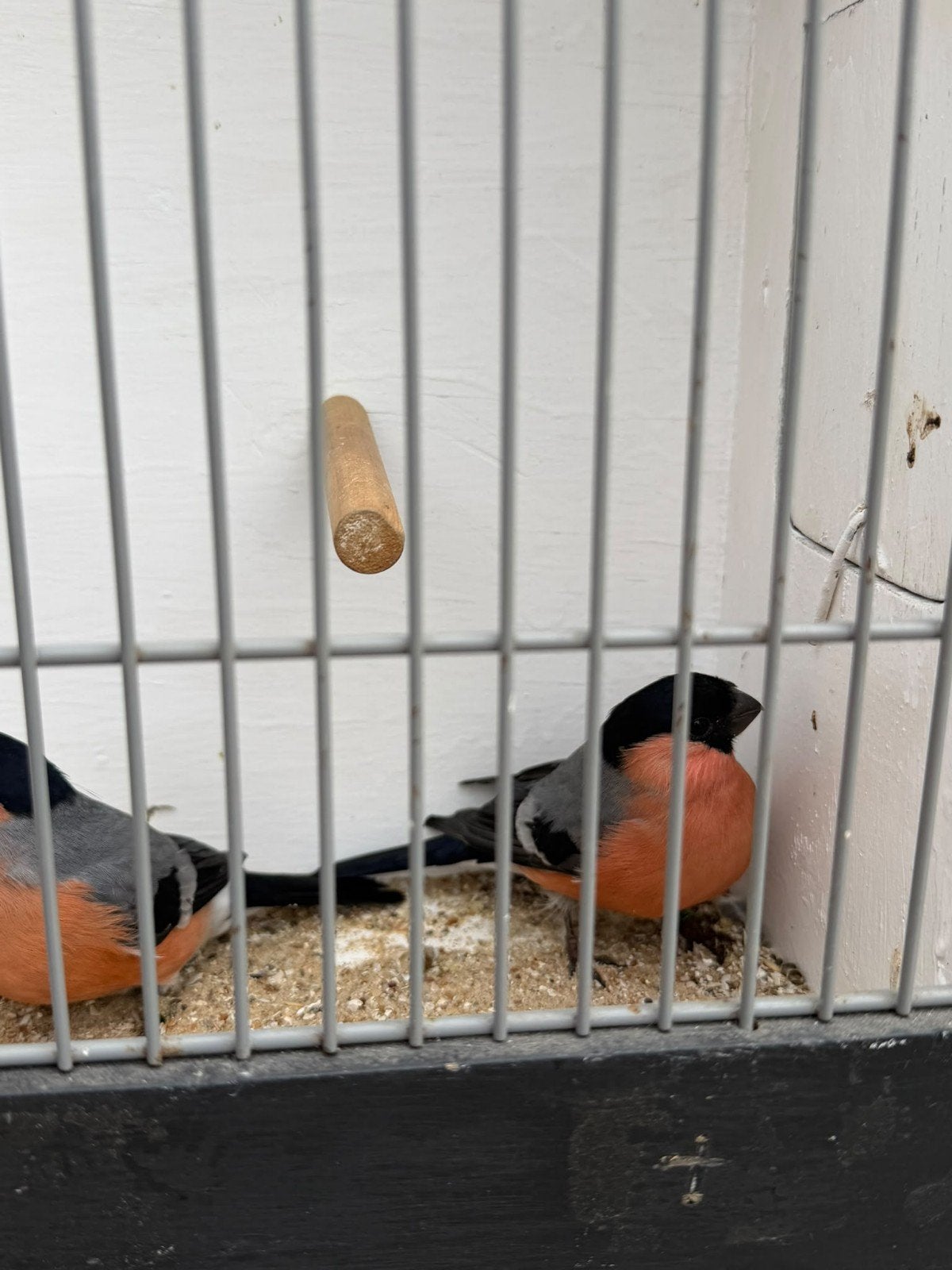 Noorse goudvink mannen 2026, Mannelijk, Wildzangvogel, Geringd