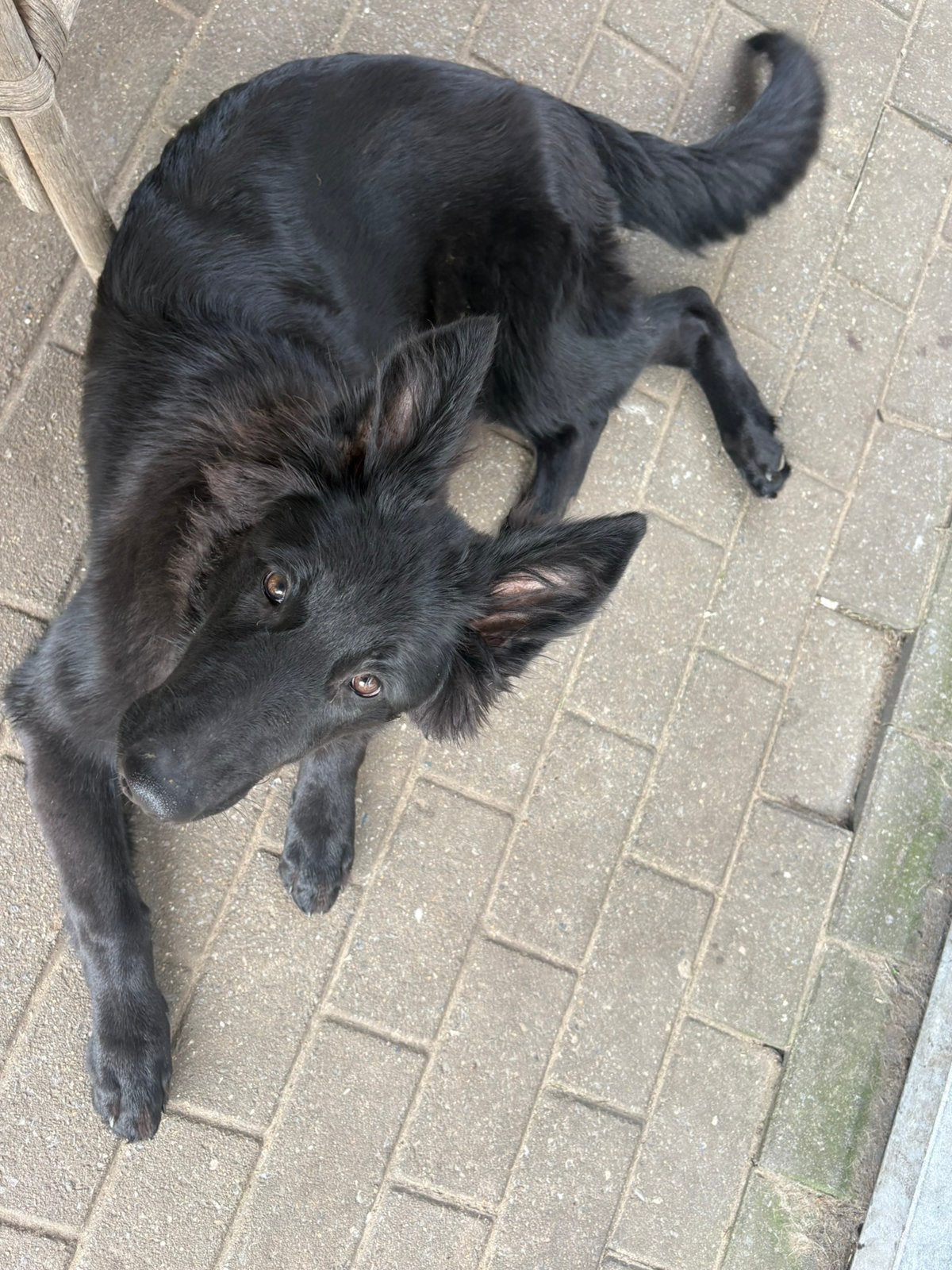 Oud Duitse Herder pup, België, Particulier, 15 weken tot 1 jaar, Teef