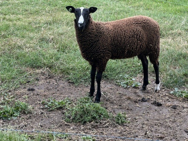 zwartbles ramlam, Dieren en Toebehoren, Schapen, Geiten en Varkens, Mannelijk, Schaap, 0 tot 2 jaar