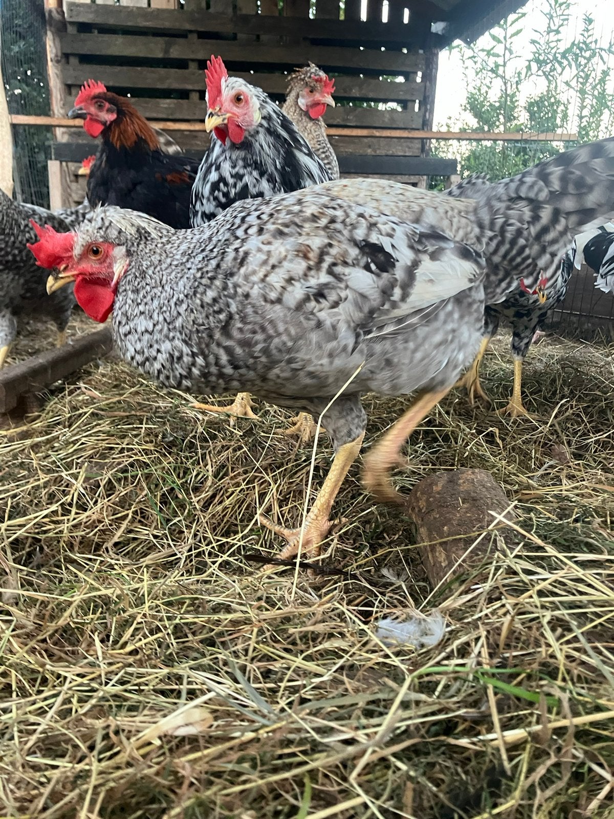 Jonge Cream Legbar hanen, Mannelijk, Kip