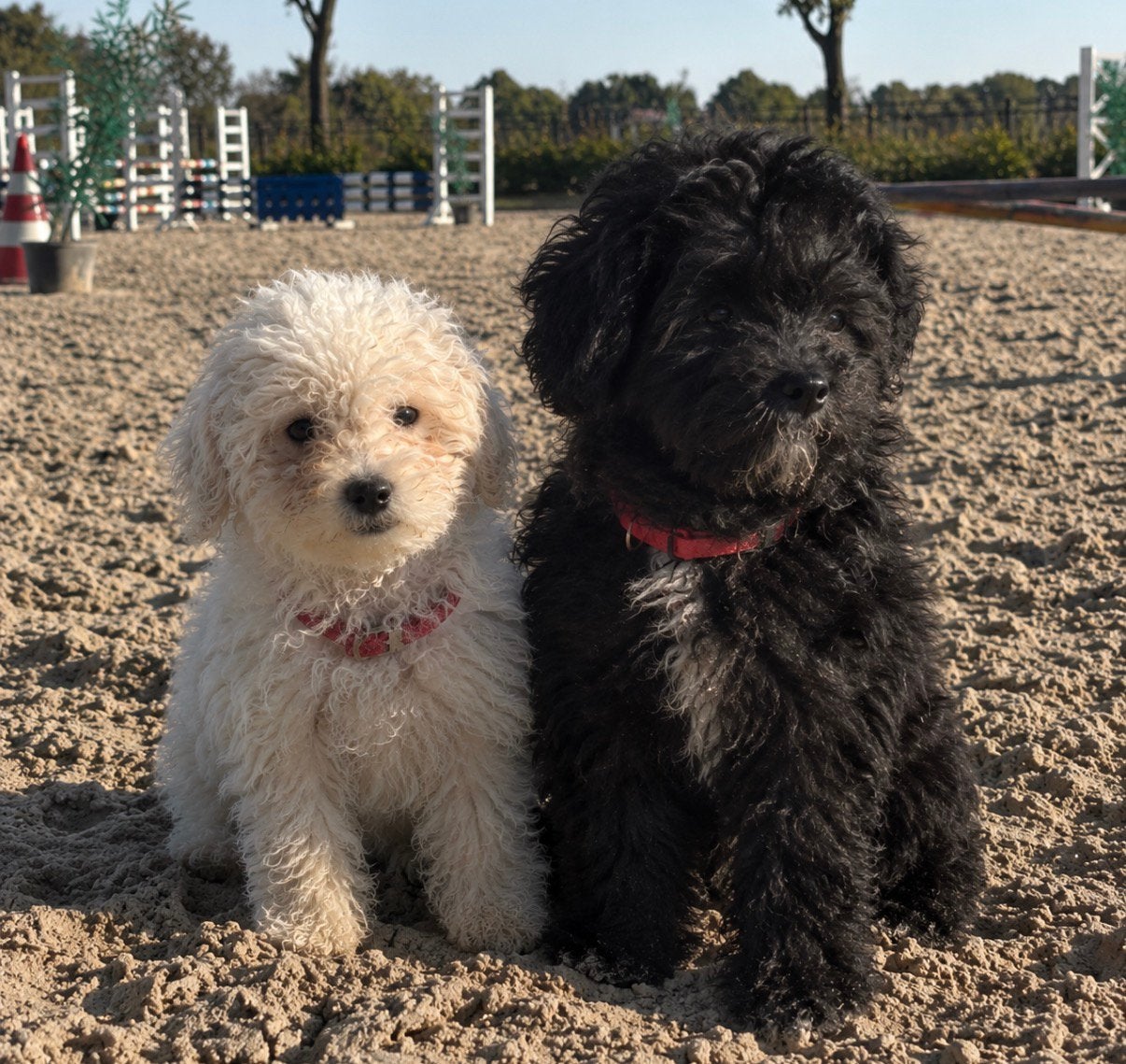 Laatste 2 boomer pups, Overige rassen, 8 tot 15 weken, Meerdere, Meerdere dieren