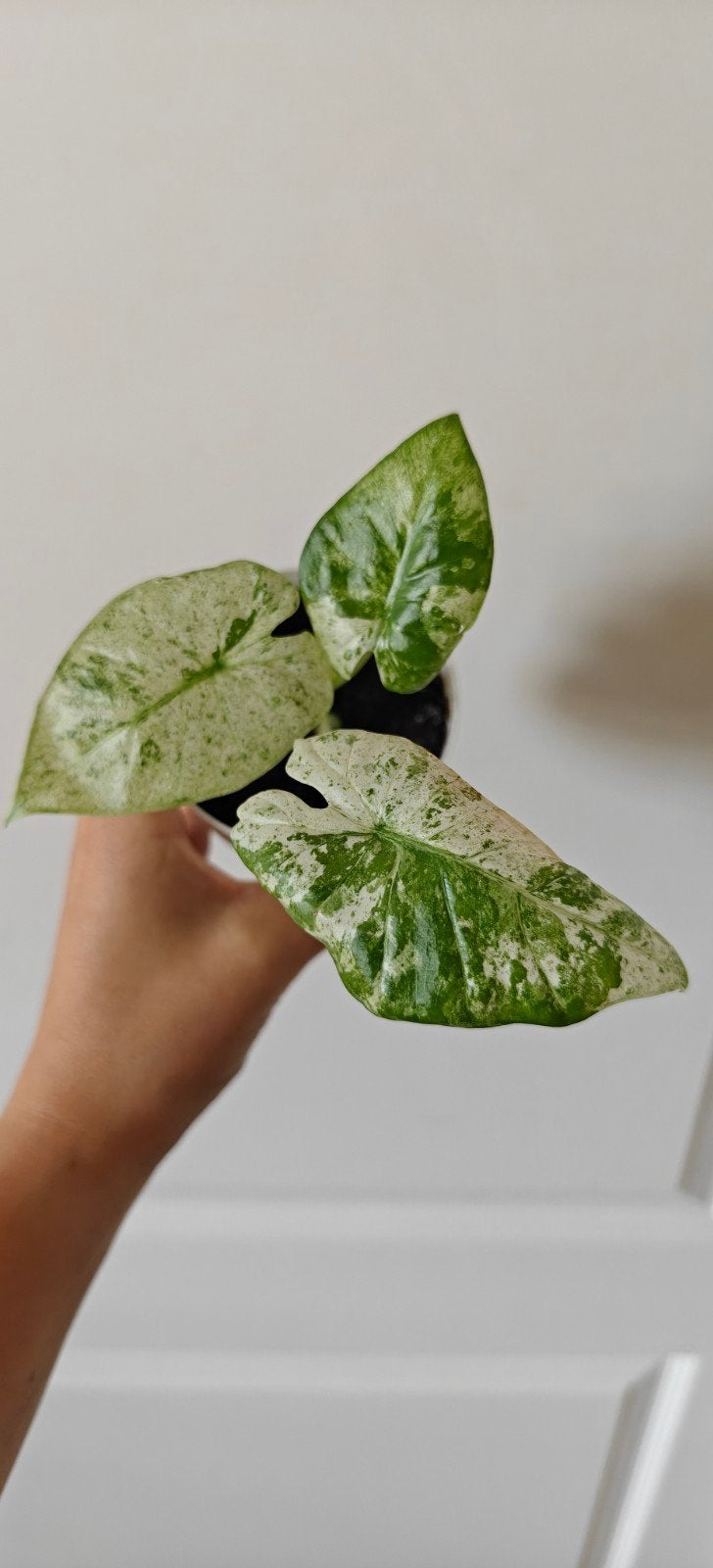 Alocasia Macrorrhiza Splash, Huis en Inrichting, Kamerplanten, Ophalen of Verzenden, Halfschaduw, Minder dan 100 cm