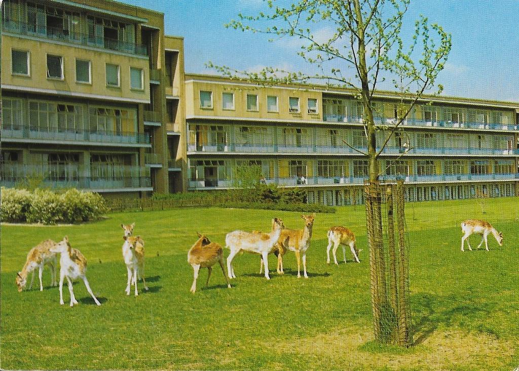 Sus45 Ongelopen ansichtkaart beatrixoord haren, Ophalen of Verzenden, 1980 tot heden, Ongelopen, Groningen
