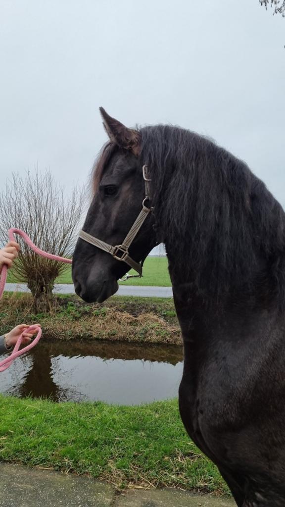 Lieve friese ruin., Dieren en Toebehoren, Paarden, Ruin, Recreatiepaard