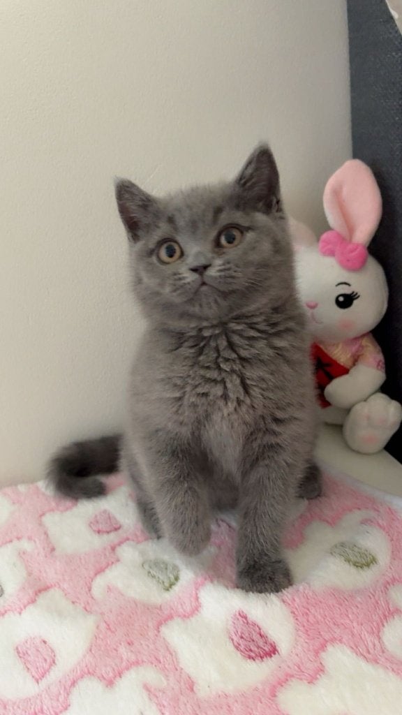 Britse korthaar kittens, Dieren en Toebehoren, Katten en Kittens | Raskatten | Korthaar, Meerdere dieren, Ontwormd, 0 tot 2 jaar