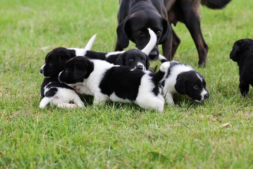 borador (labrador/border colie) x friese stabij pups te koop, Dieren en Toebehoren, Parvo, Overige rassen, 8 tot 15 weken, Meerdere