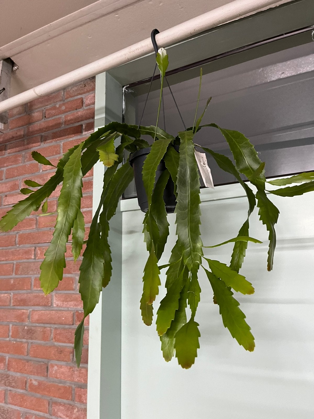 Lepismium houlletianum forma regnellii, Ophalen of Verzenden, Halfschaduw, Minder dan 100 cm