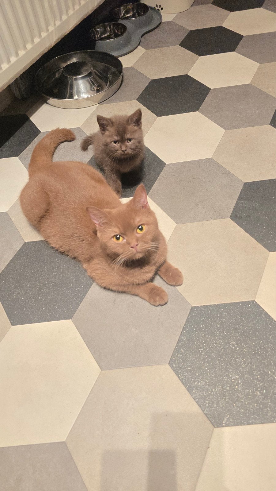 Prachtige Brits korthaar en langhaar kittens met stamboom, Dieren en Toebehoren, Katten en Kittens | Raskatten | Korthaar, Meerdere dieren
