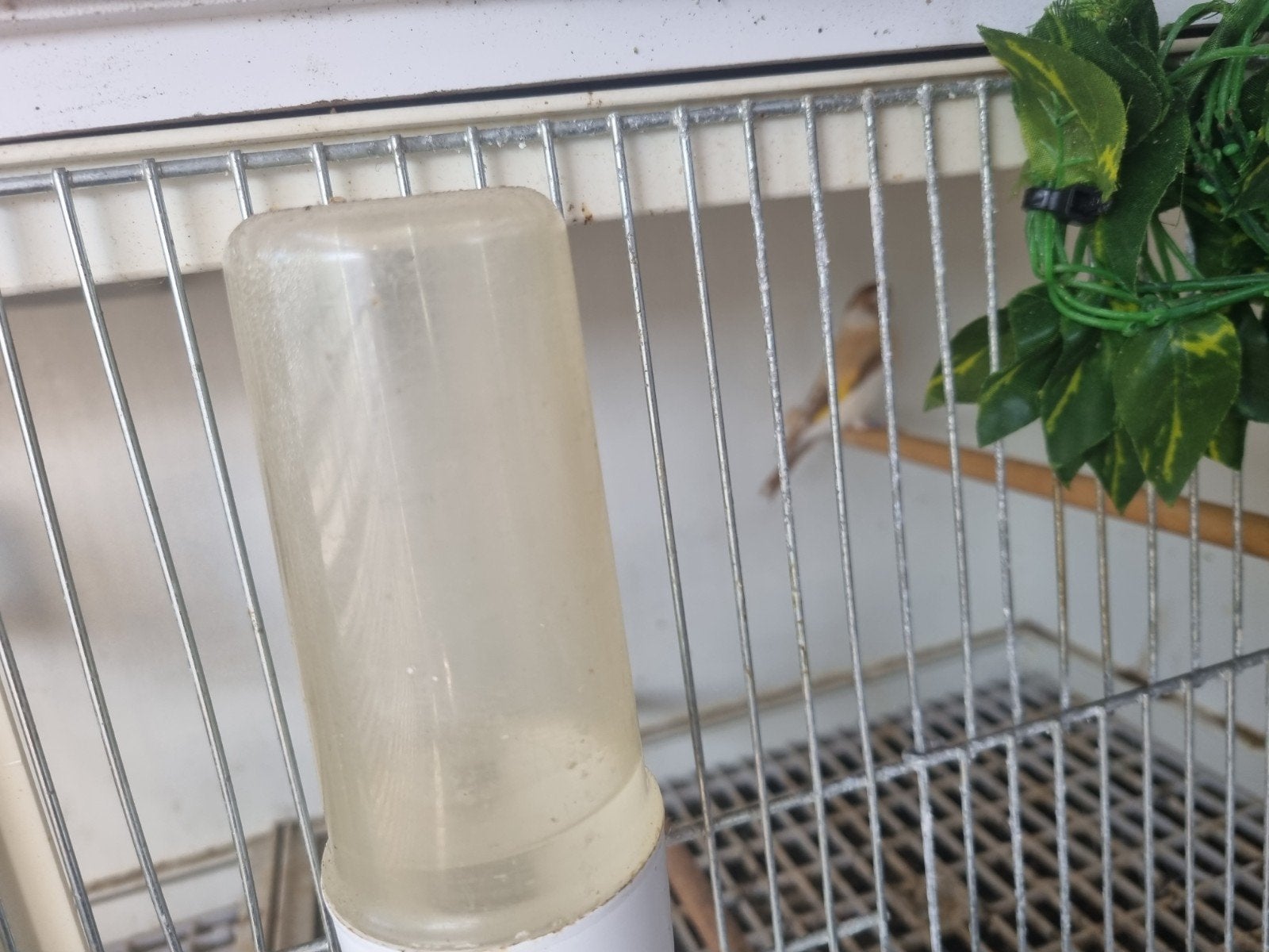 Majoor putters, Dieren en Toebehoren, Vogels | Overige Vogels, Mannelijk, Wildzangvogel, Geringd