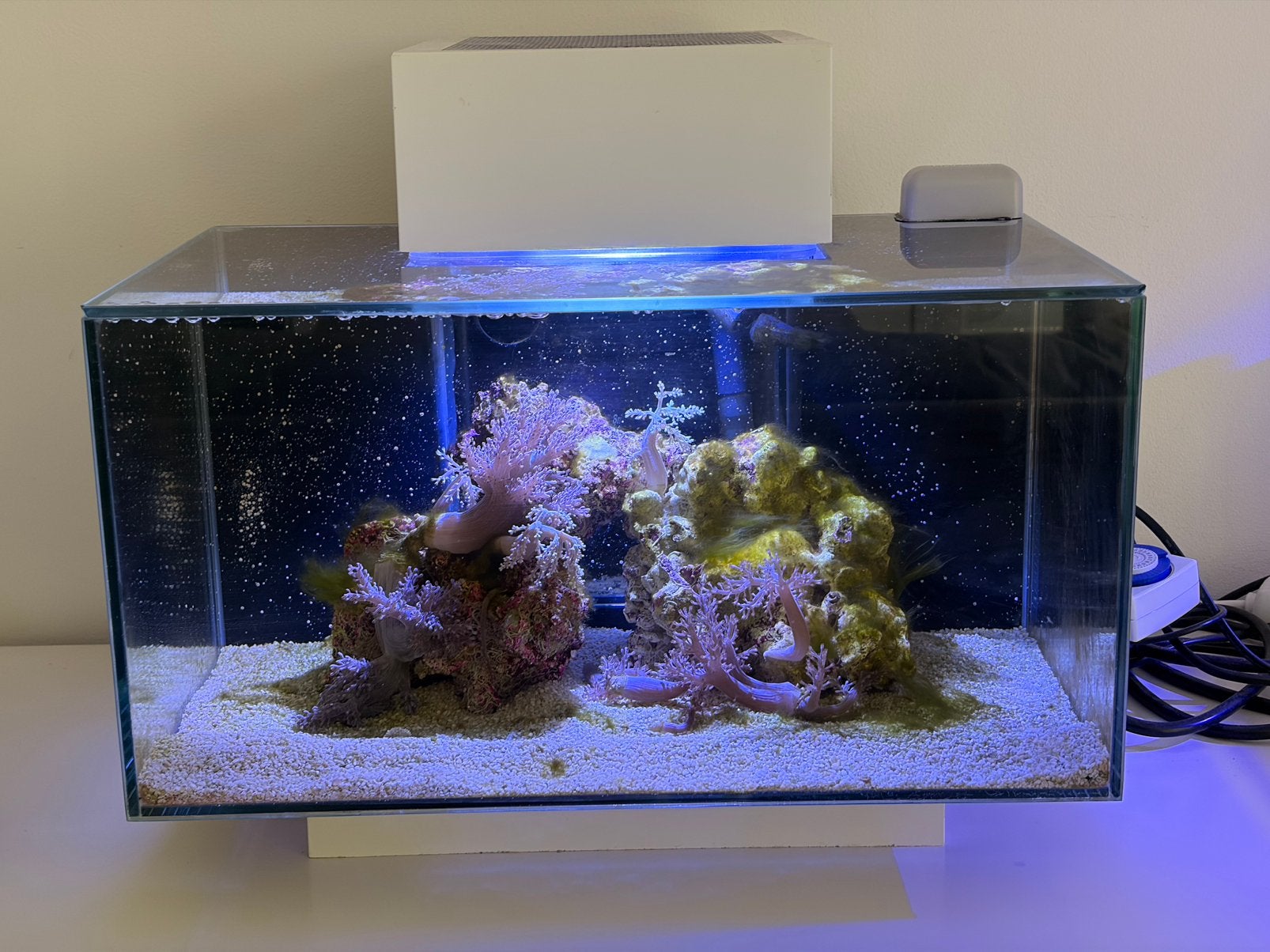 Fluval edge 20 zeeaquarium met Kenia Koraal, Ophalen, Gebruikt, Gevuld zeewateraquarium