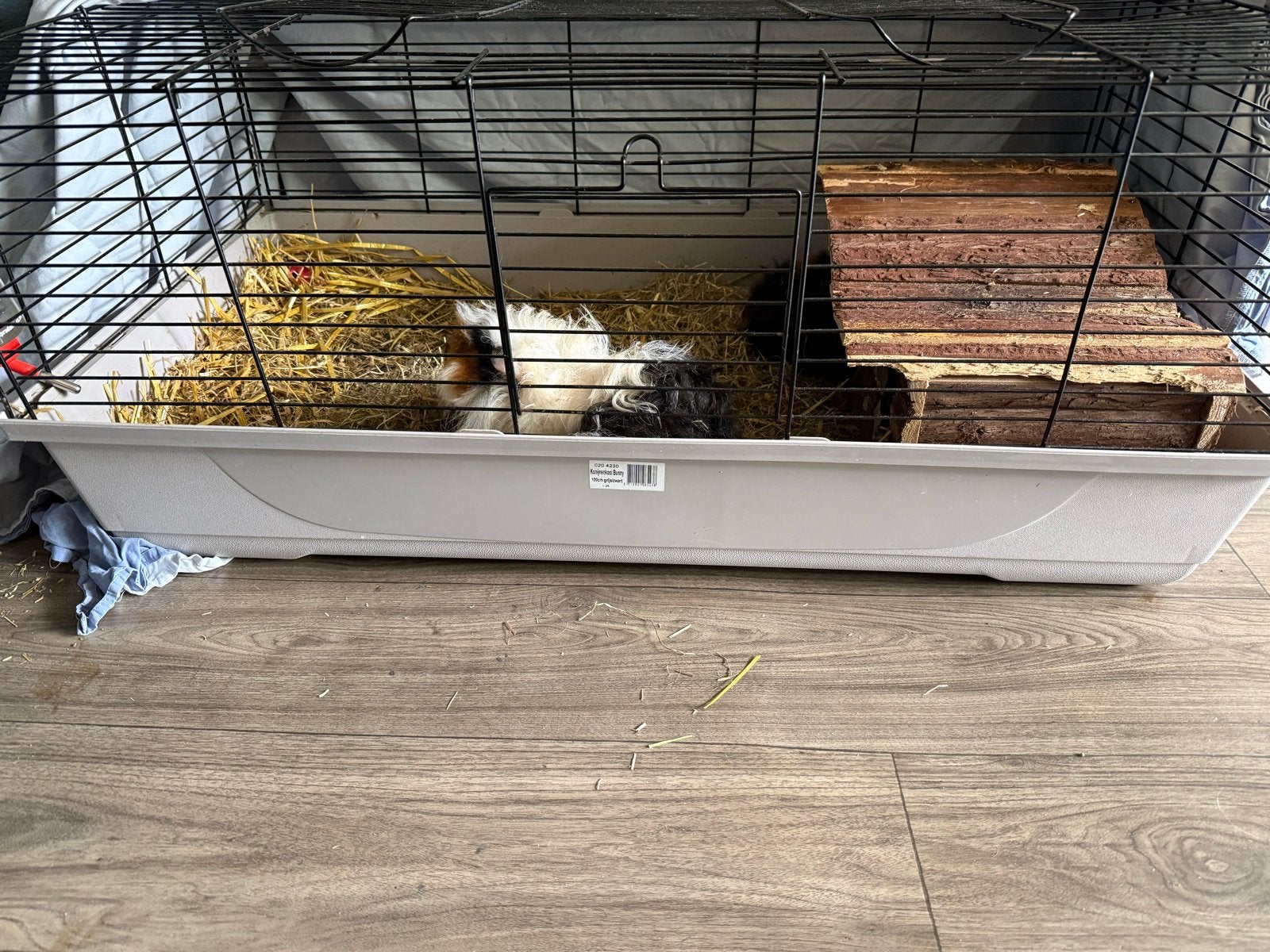 Lange harige cavias, Cavia, Mannelijk, Tam, September