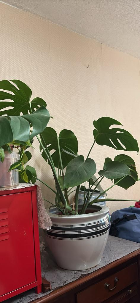 Monsters grote plant met porcelain grote pot, Ophalen, Halfschaduw, Minder dan 100 cm