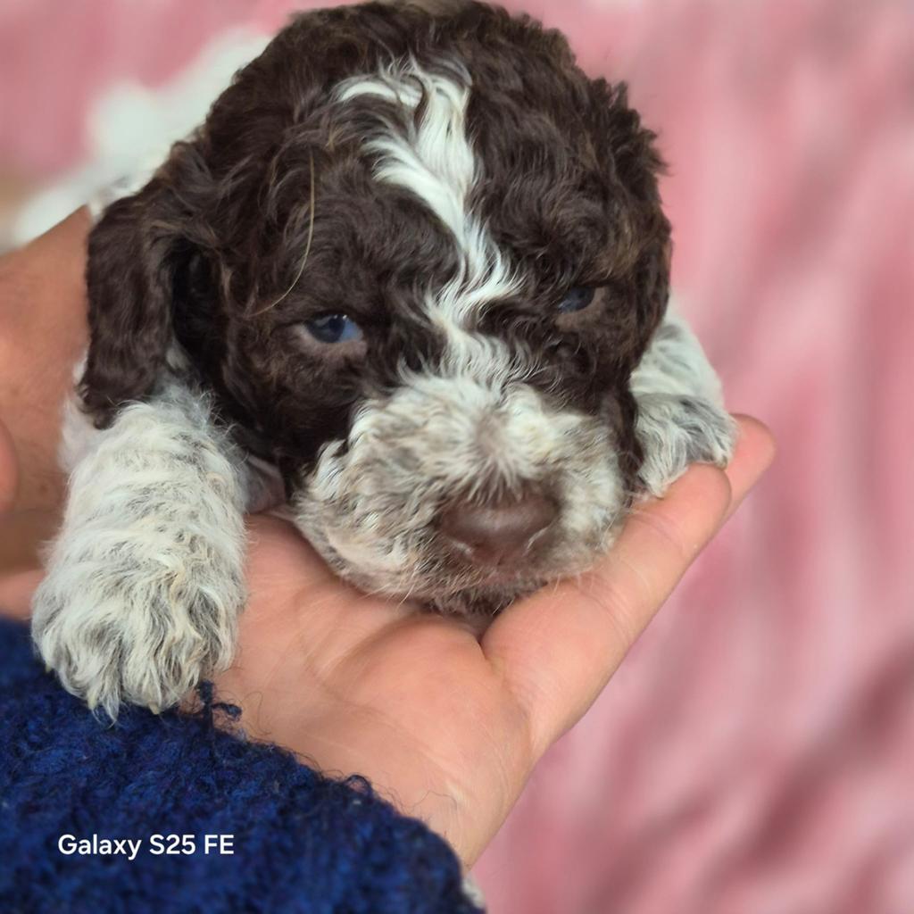 Italiaanse waterhond puppys, Dieren en Toebehoren, Honden | Niet-rashonden, België, Parvo, Particulier, 8 tot 15 weken