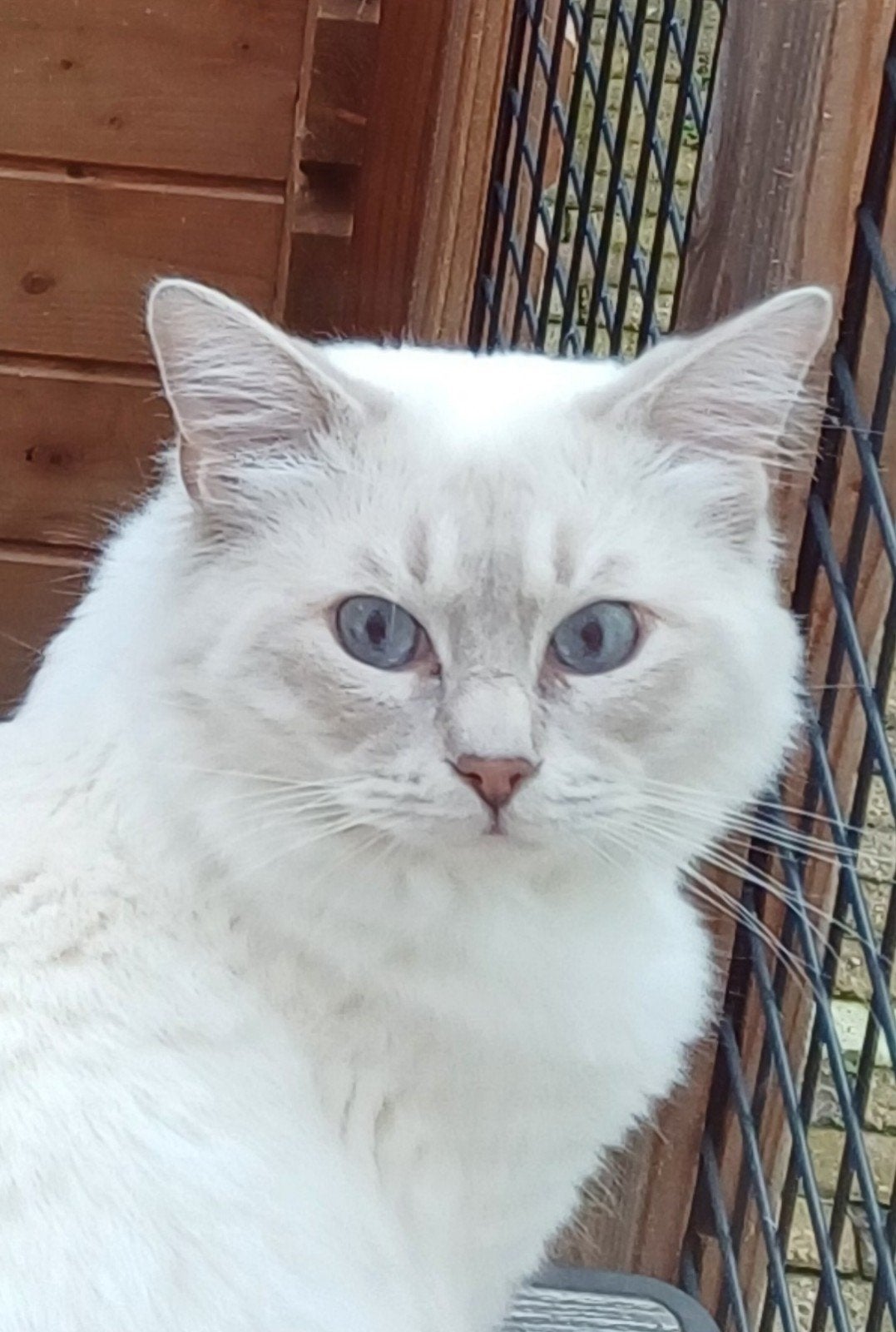 Dekkater lilac lynks mitted ragdoll dekkater (niet te koop!, Kater