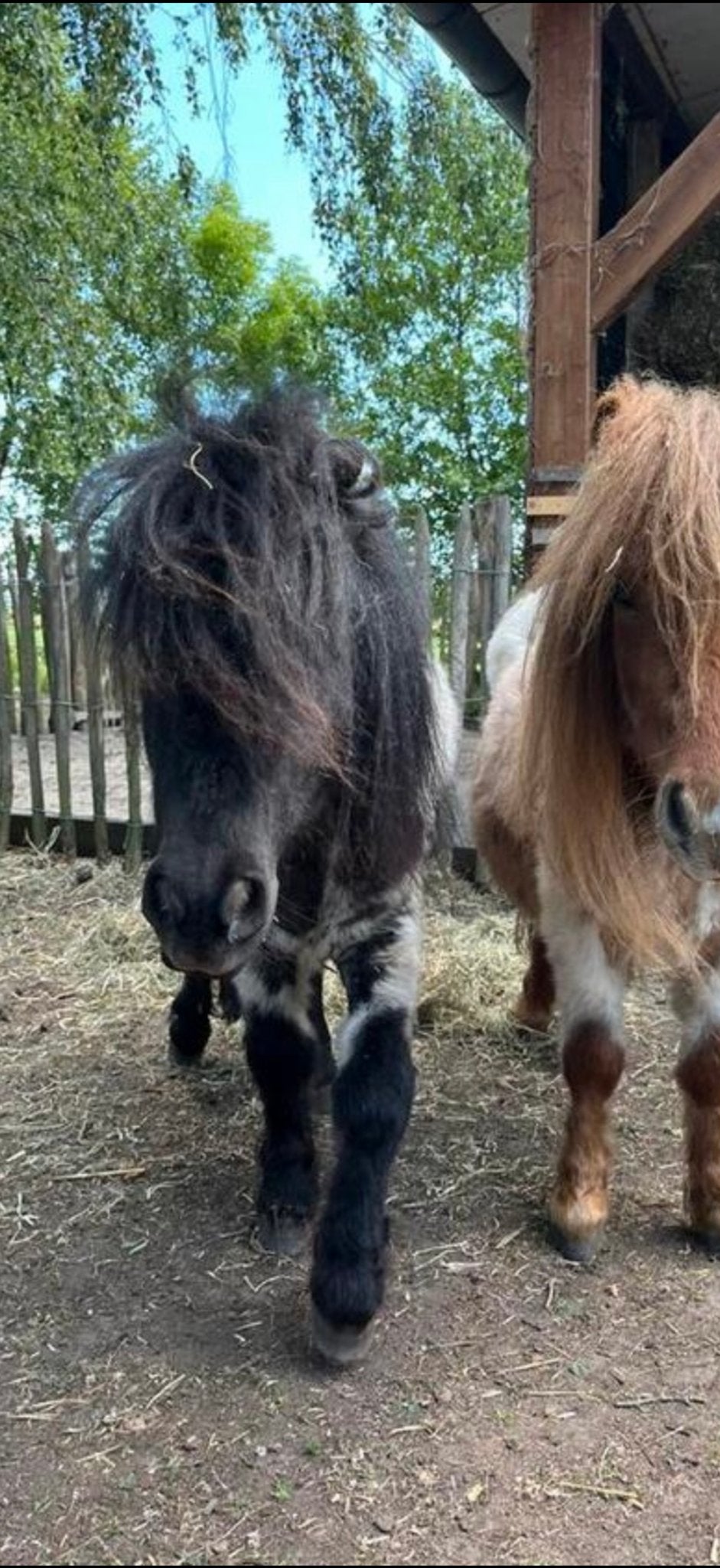 Shetland pony ruin black roan, Ruin, A pony (tot 1.17m)
