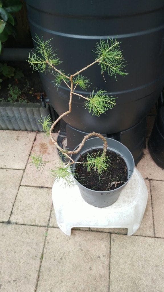 Bonsai Larix decidua,, Ophalen, Vaste plant, Overige soorten, Halfschaduw