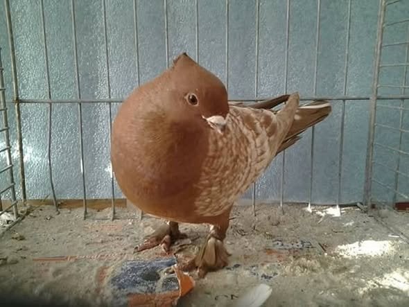 lucerner sierduif, Dieren en Toebehoren, Vogels | Duiven, Meerdere dieren, Overige soorten