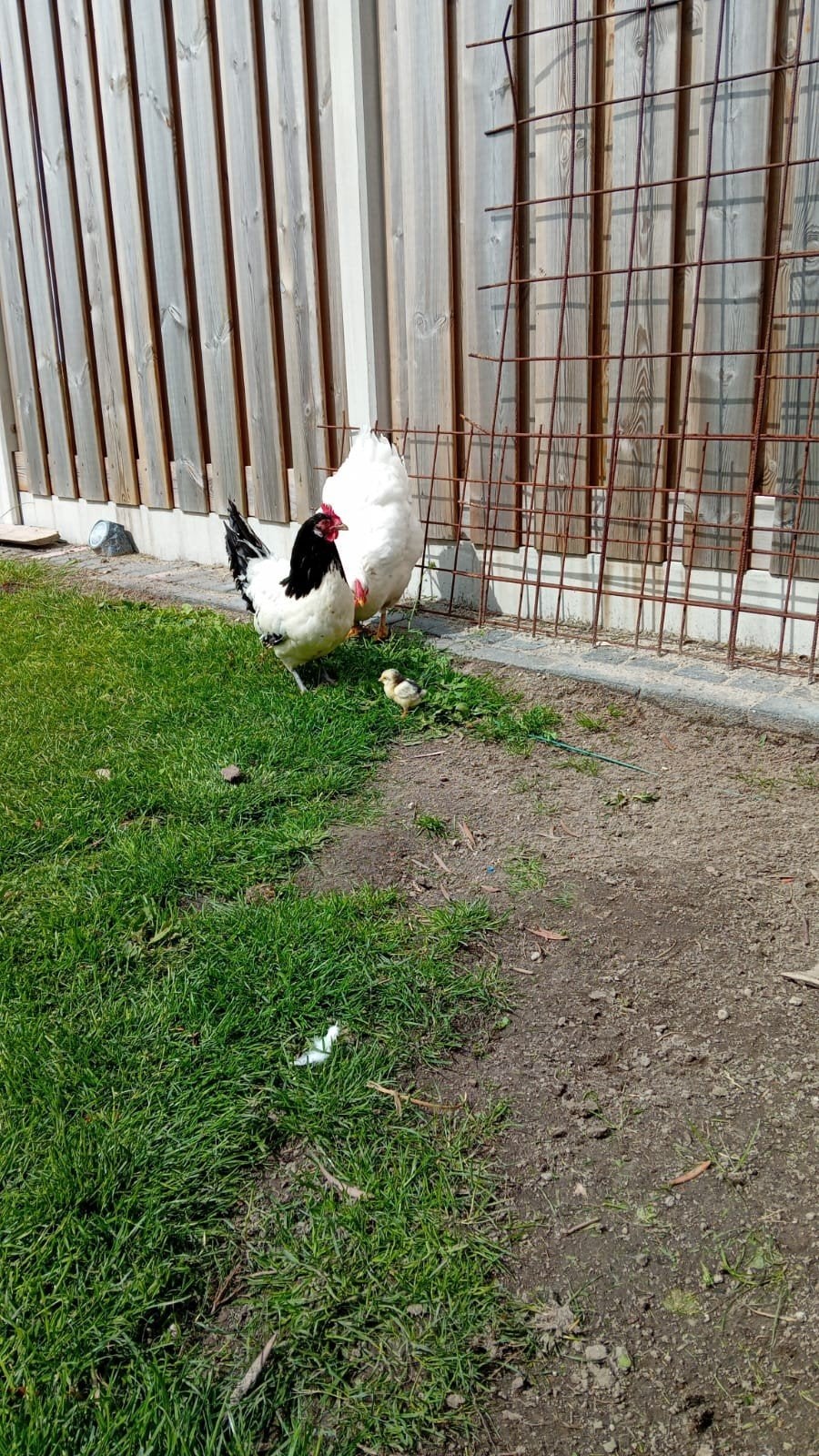 zoek een  grote lakenvelder haan., Dieren en Toebehoren, Pluimvee, Mannelijk, Kip
