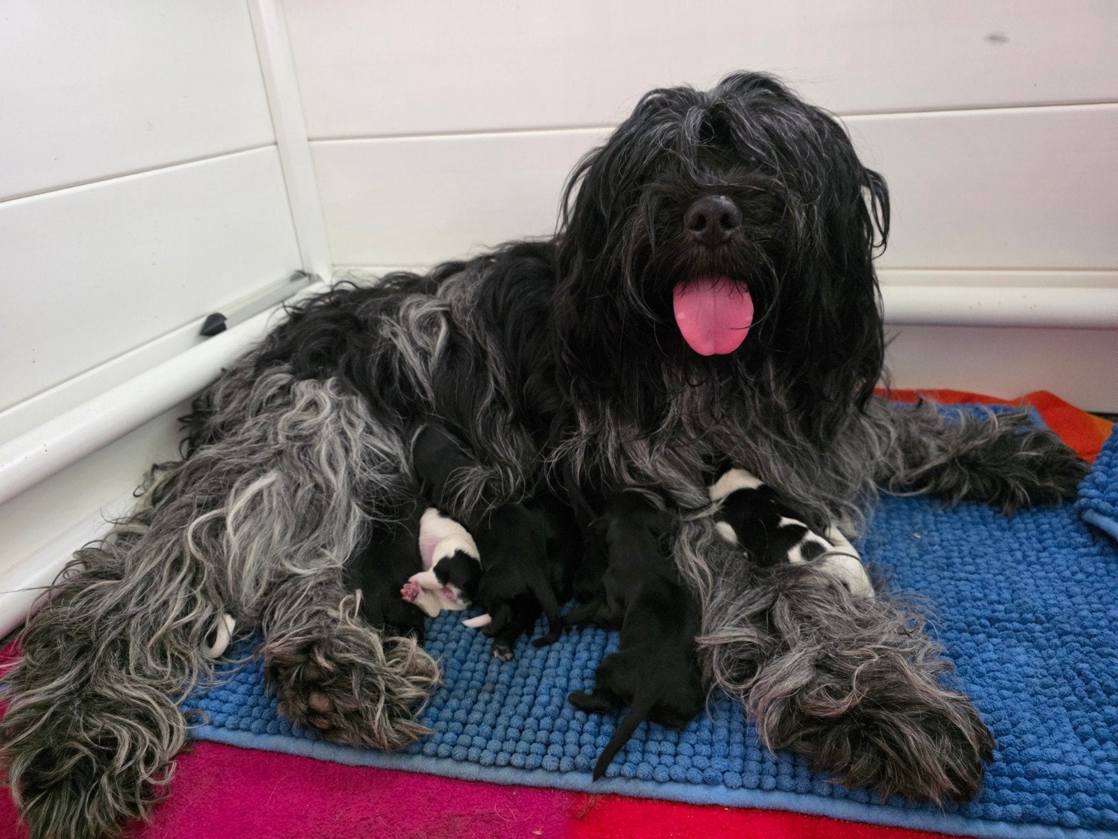 Wat een leuke schapendoes puppy’s, Dieren en Toebehoren, Honden | Herdershonden en Veedrijvers, Parvo, 8 tot 15 weken, Schapendoes