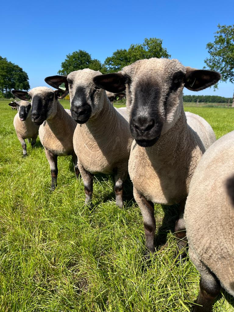 Hampshire Down ooien en rammen Stamboek, Meerdere dieren, Schaap