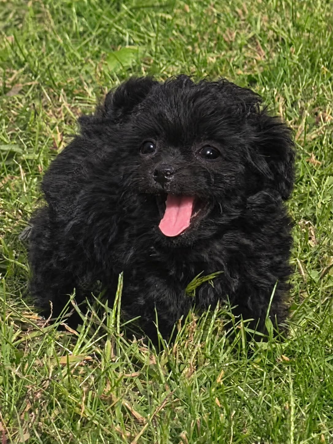 boomer x maltipoo pups, Dieren en Toebehoren, Overige rassen, CDV (hondenziekte), 8 tot 15 weken, Meerdere