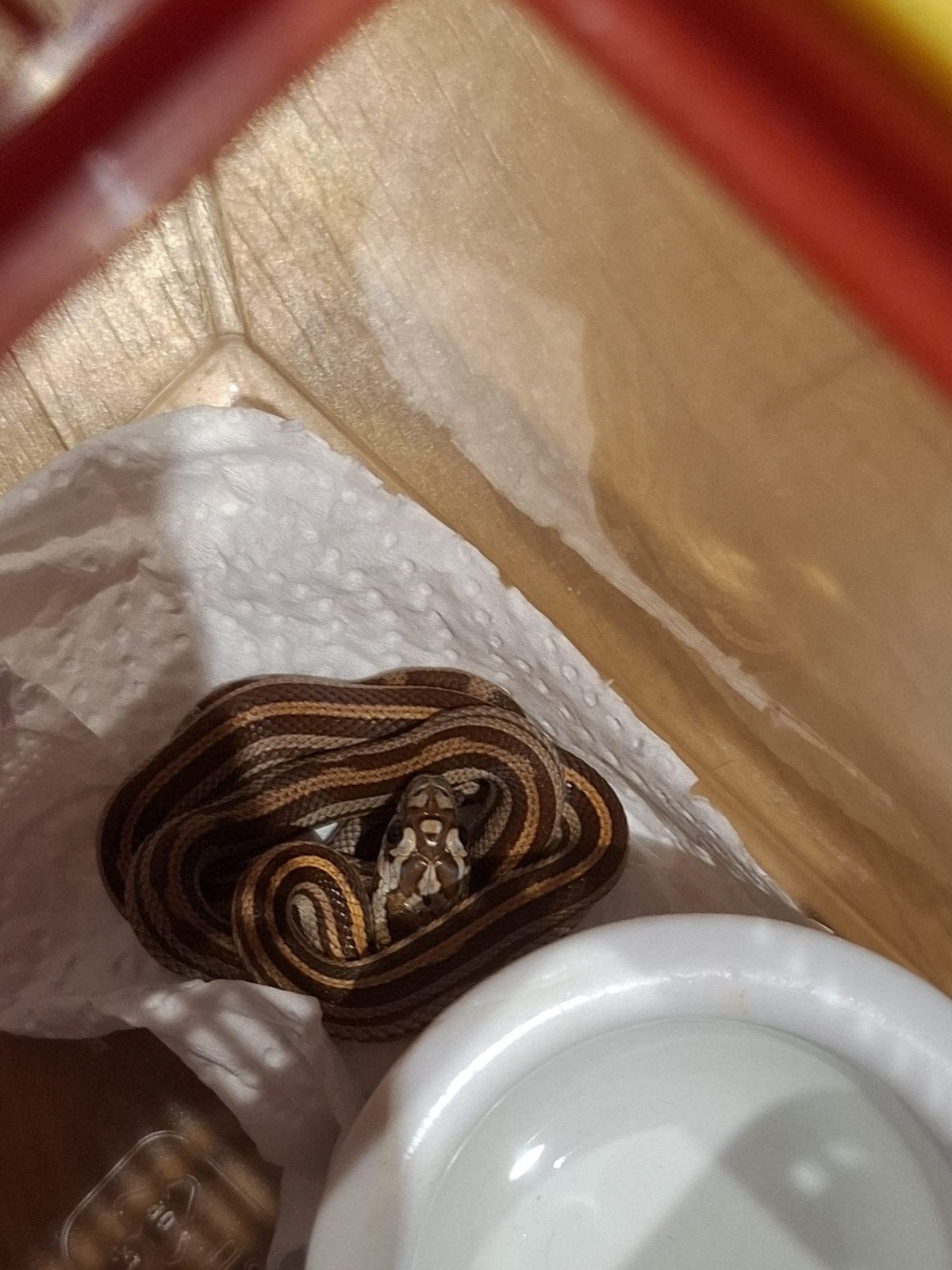 Korenslangen Corn Snake photo 5