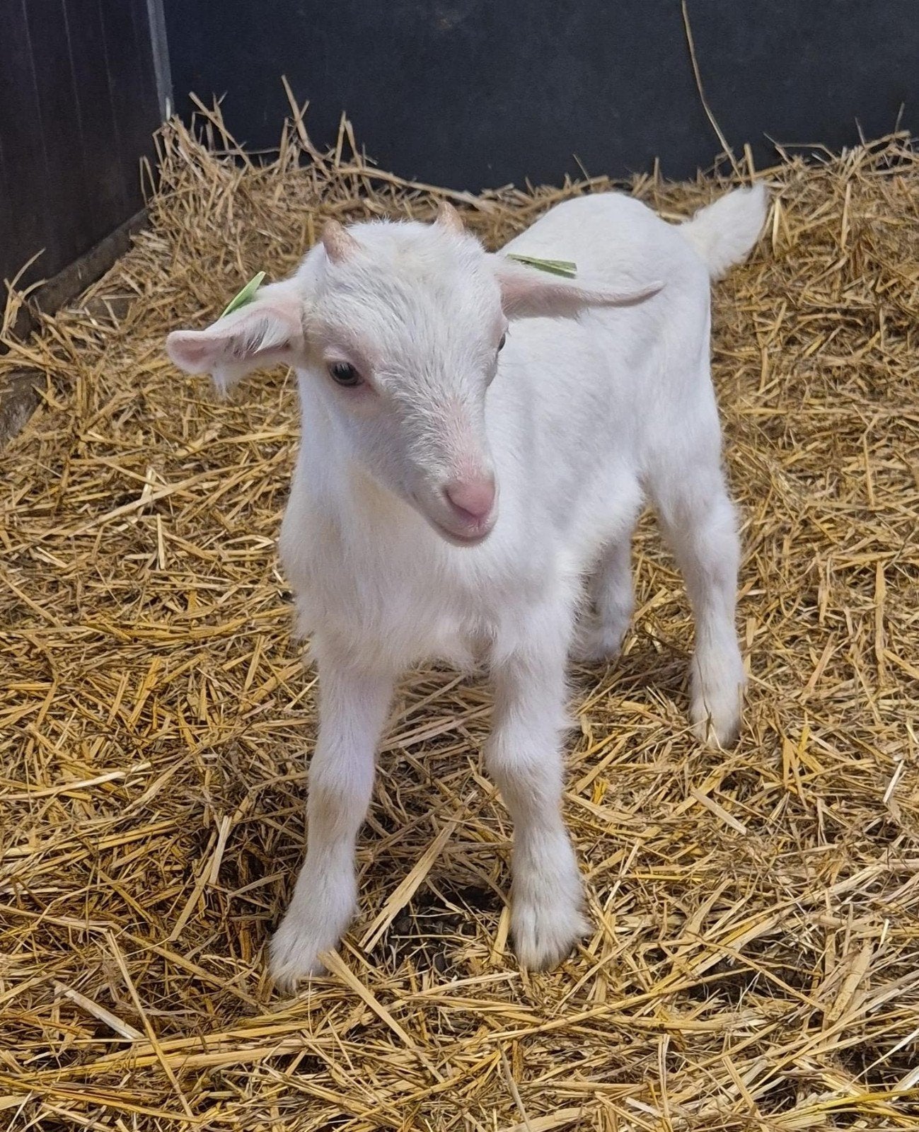 Jonge witte melkgeit bok, Dieren en Toebehoren, Mannelijk, Geit