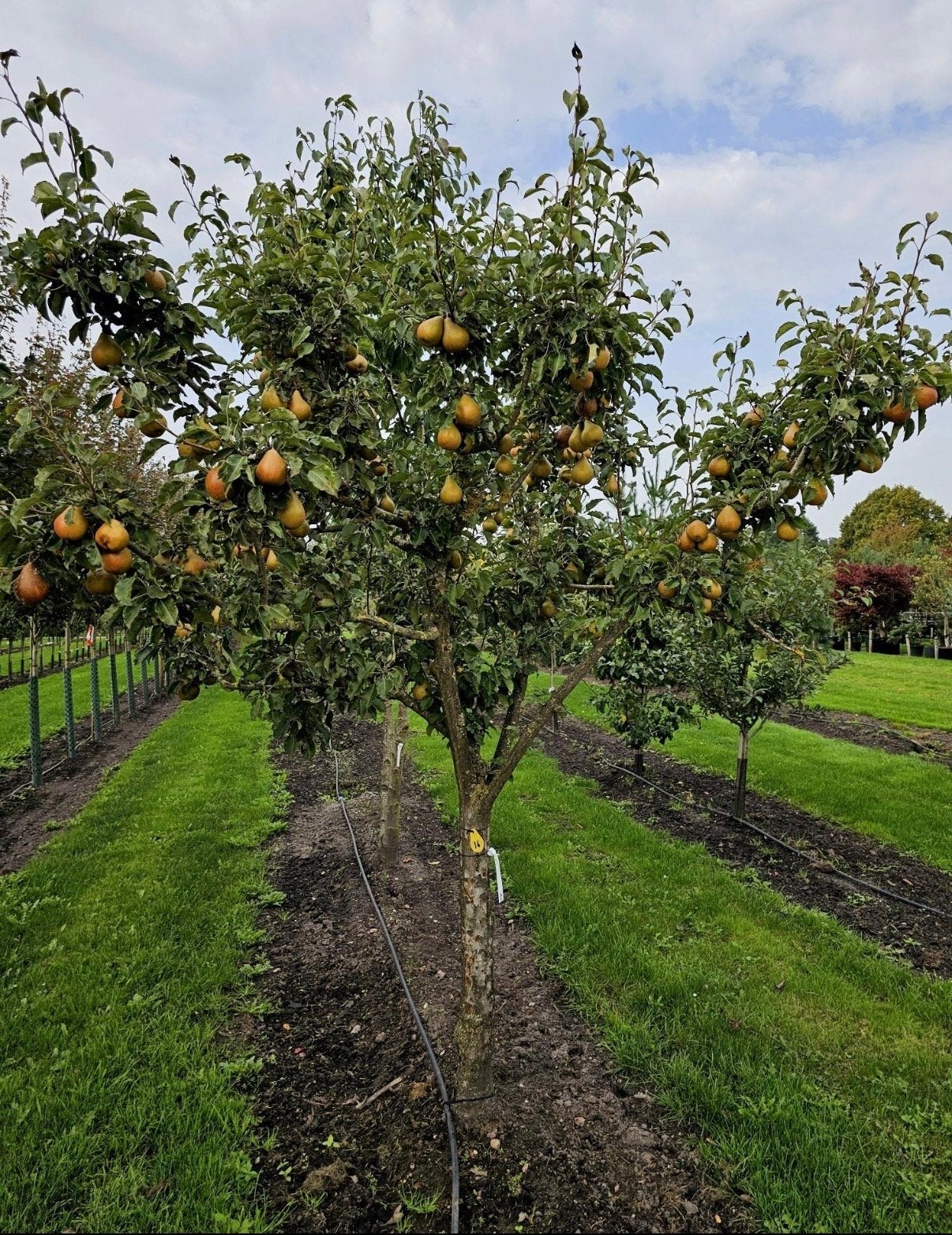 Stoofpeerboom Gieser Wildeman - Pyrus communis, Lente, Volle zon, Perenboom, Ophalen of Verzenden