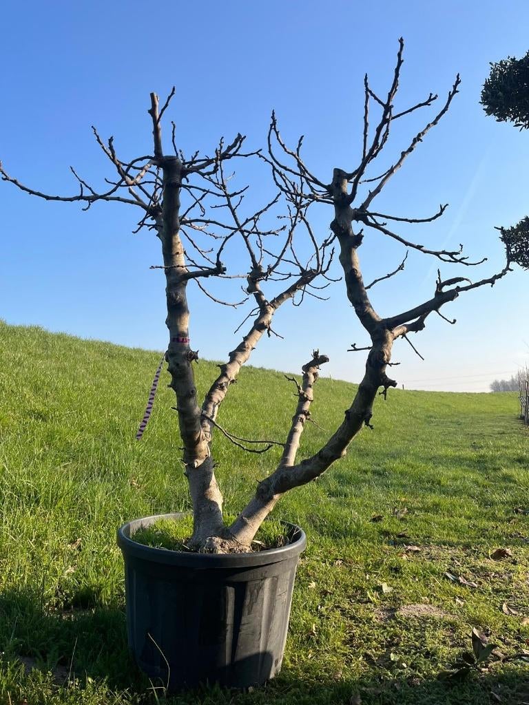 ficus carica (Vijgenboom), Bloeit niet, Overige soorten, 100 tot 250 cm, Ophalen
