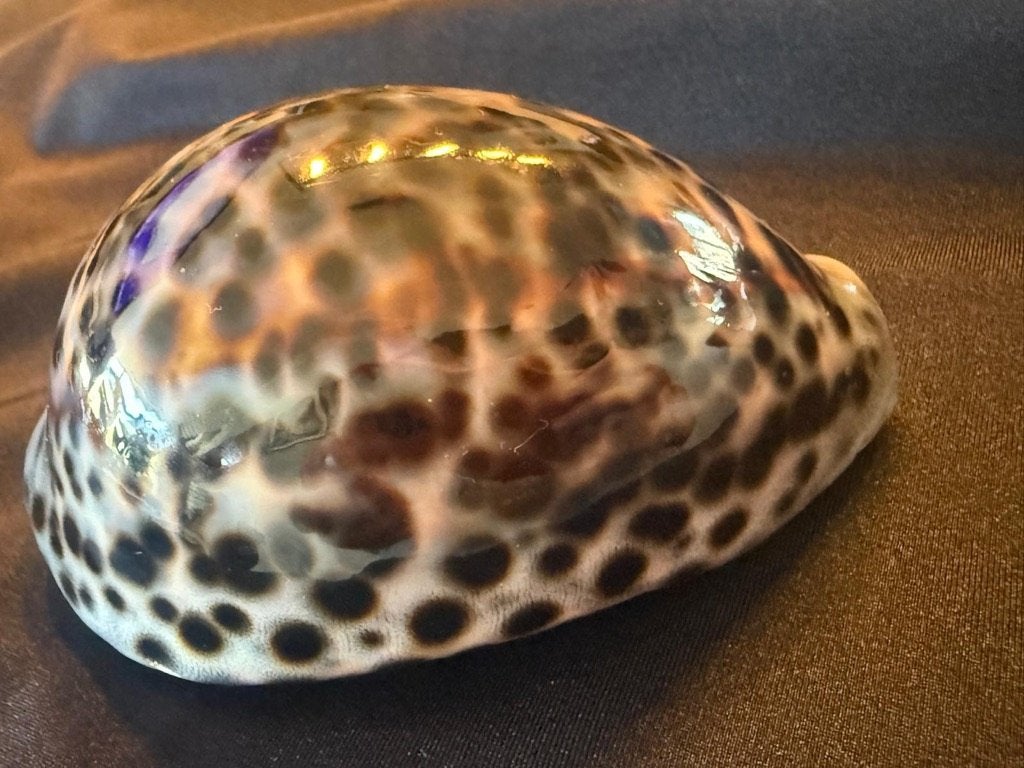 Schelp Cypraea Tigris 99mm Top !, Ophalen of Verzenden, Schelp(en)