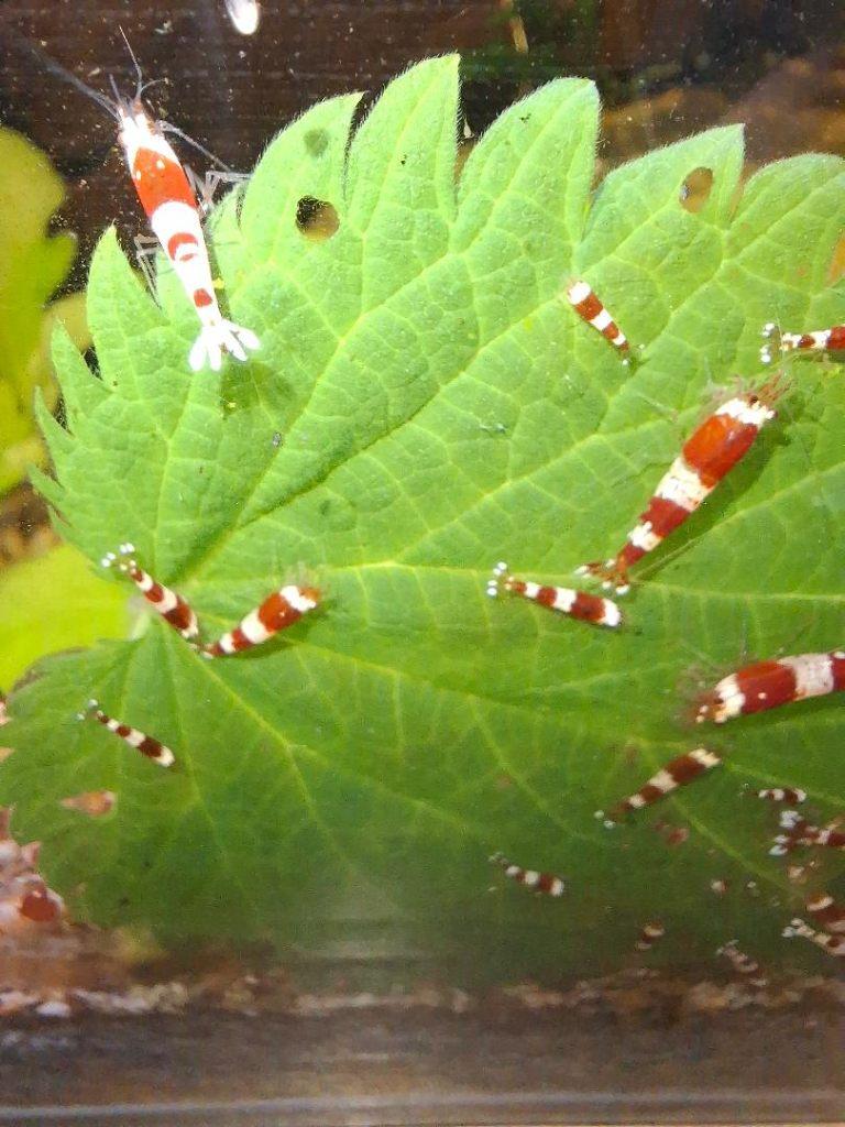 Caridina Crystal Red garnalen, Kreeft, Krab of Garnaal, Zoetwatervis, Schoolvis