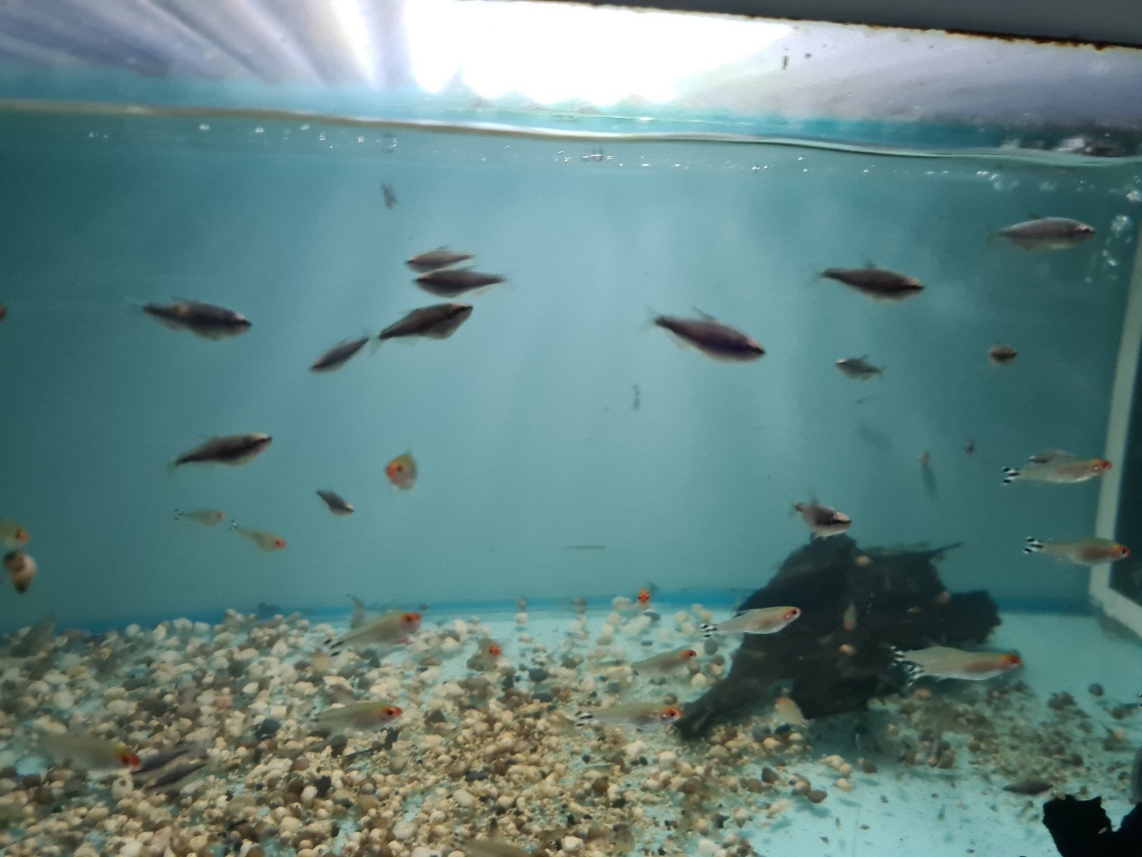 Blauwe Koningszalm, Inpaichthys kerri super blue, Dieren en Toebehoren, Vis, Zoetwatervis