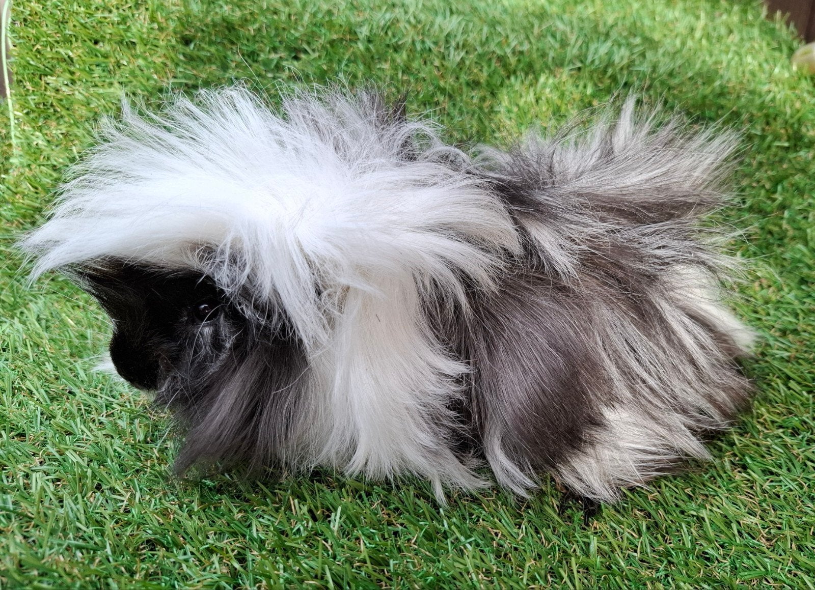 Super mooi beertje, Dieren en Toebehoren, Juli, Mannelijk, Cavia