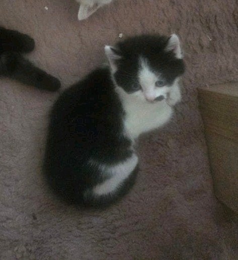 Kittens Gratis te adopteren., Dieren en Toebehoren