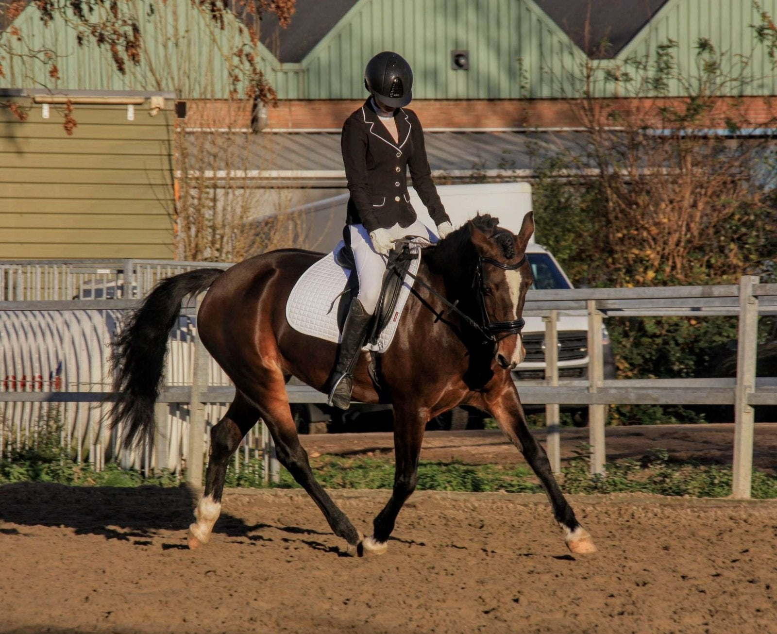 Bijrijder voor grote D pony gezocht, Diensten en Vakmensen, Dieren | Paarden | Verzorging, Oppas en Les, Verzorging of Verzorgpony's